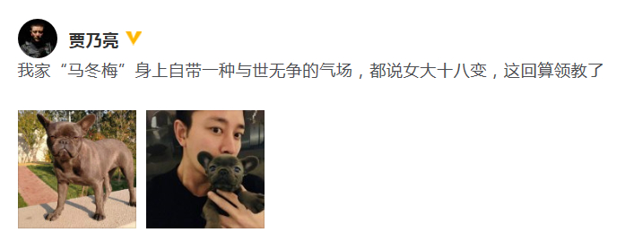 贾乃亮自曝爱犬名叫马冬梅 自带与世无争强大气场