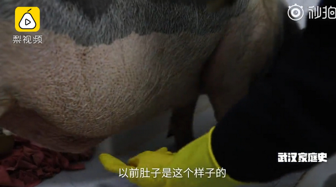 武汉宠物猪独自在家坚守两个月 瘦的肚子都没了