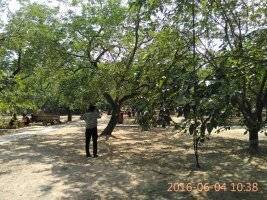 这就是山东‖【美丽乡村】千年椹树，夏津致富奔小康的一张名片