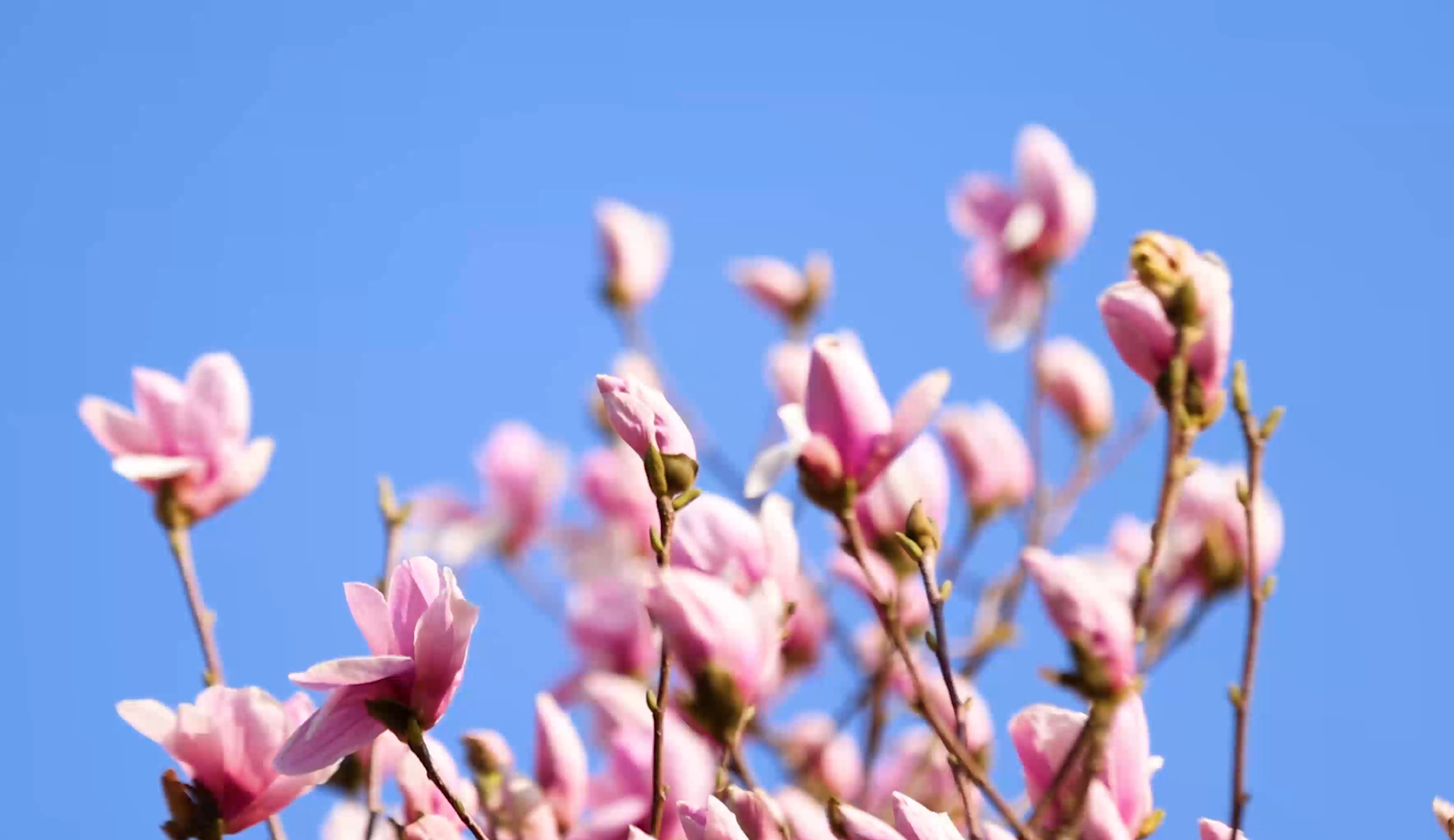 【飞阅泉城】怒放！百花公园 玉兰大道