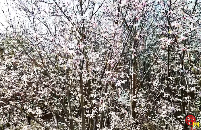 俯瞰济南泉城公园春光醉人