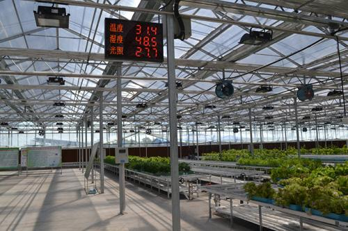 日供武汉2000吨蔬菜，“宇宙寿光”是怎样炼成的？