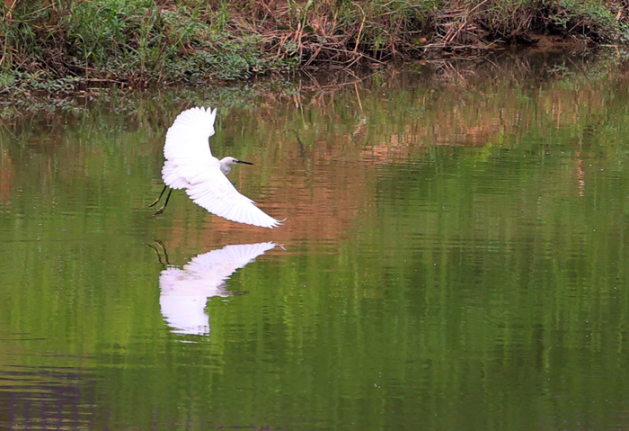 腊山河环境提升生态改善 吸引白鹭前来觅食飞舞