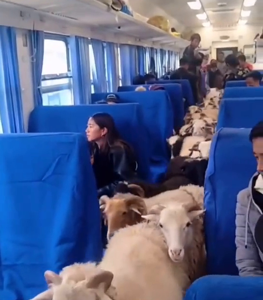 四川一火车上有猪羊成群穿行 羊群挤满过道乘客淡定
