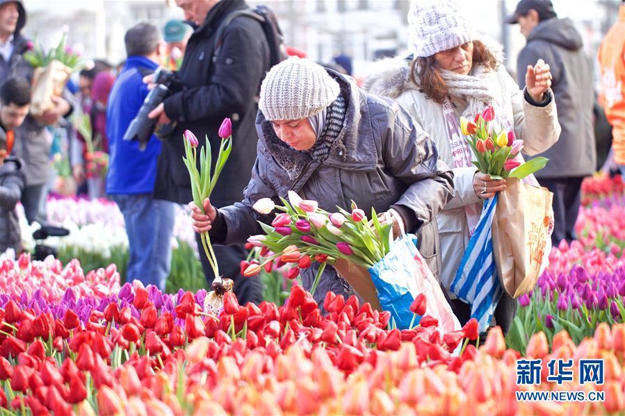 荷兰迎来郁金香日