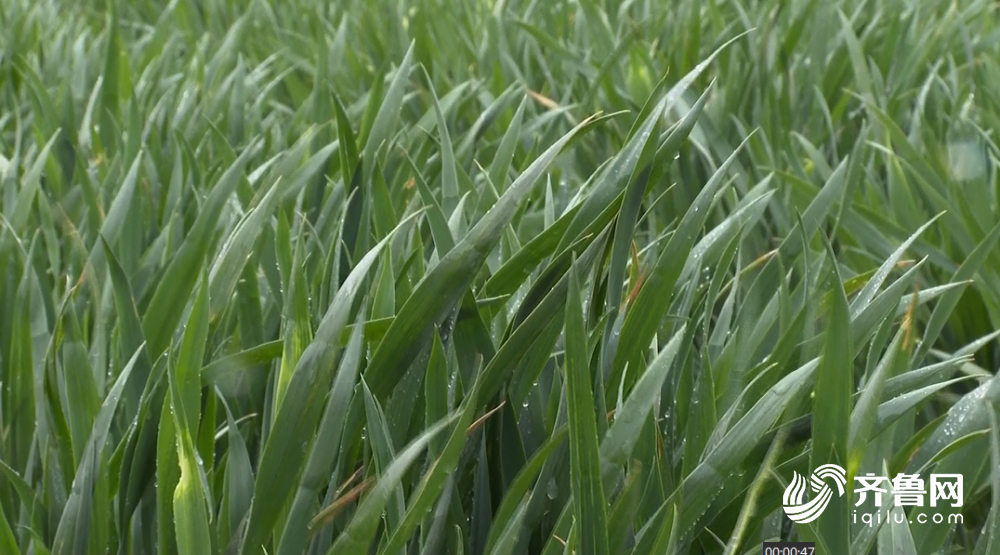 山东强对流天气基本结束 100个县市区出现降水