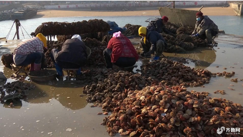 青岛扇贝大丰收！渔民每天摘百余笼扇贝分拣