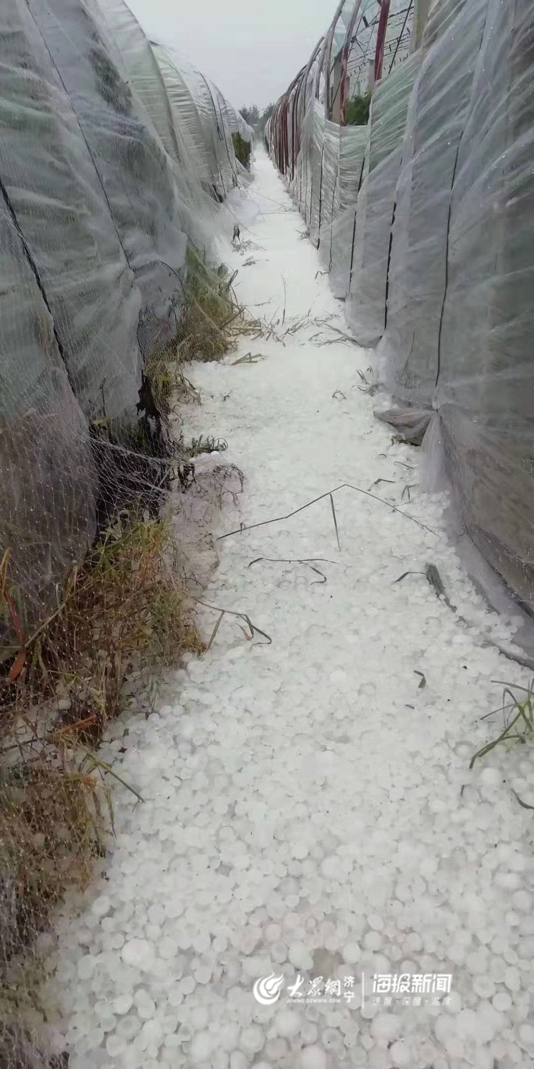 金乡遭冰雹袭击 部分乡镇农作物收成或受影响