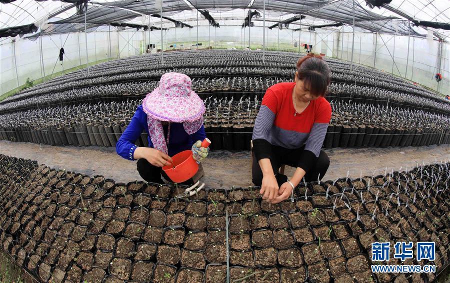 复苏的“空巢村”——融安金桔：脱贫致富果