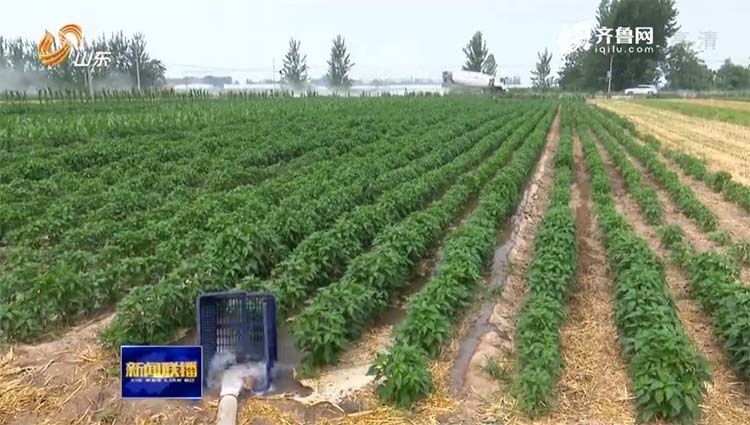 山东降水较常年偏少37% 全省投入9.7亿元抗旱保苗
