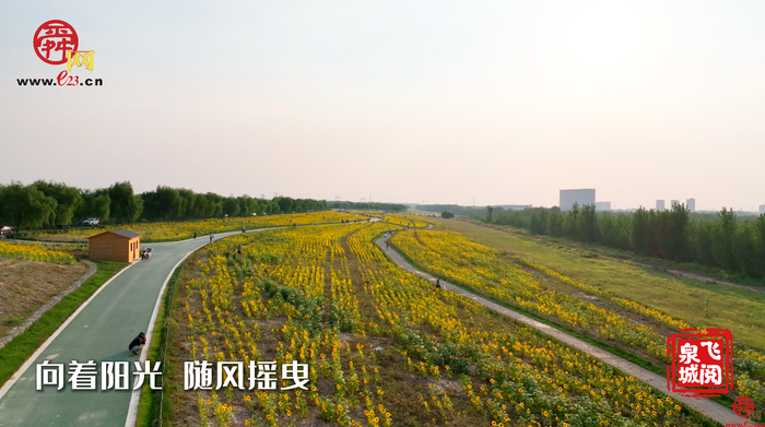 舜视频｜黄河岸边的向日葵花海 您来打卡了吗