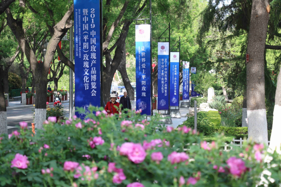 济南市民代表辛安：破译 “中国玫瑰之都”平阴的“美丽密码”