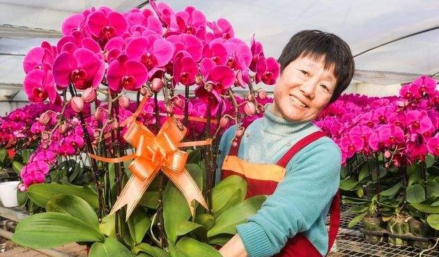 一个月销售10余万株 “年宵花”蝴蝶兰迎销售旺季