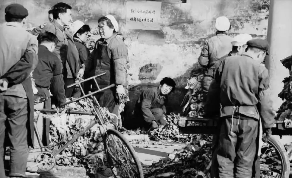 老青岛的冬储大白菜，一个时代的难忘记忆！