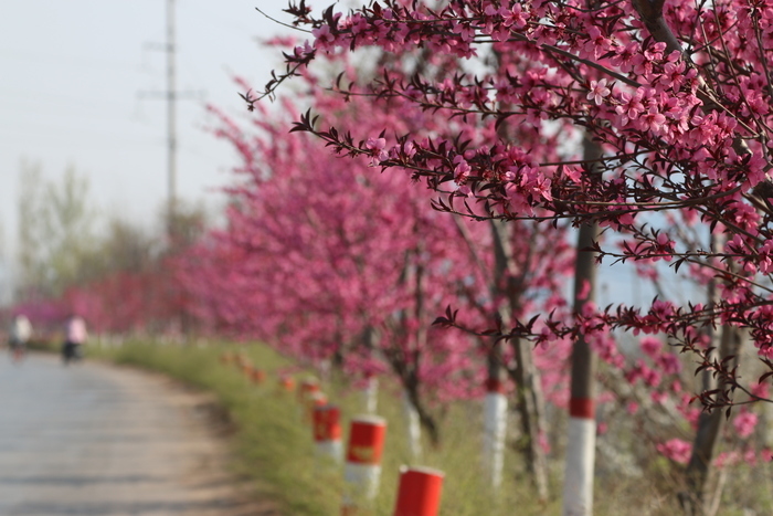 百名年轻记者下基层 路宽了 景美了 一事一议“乡村连片治理”项目侧记