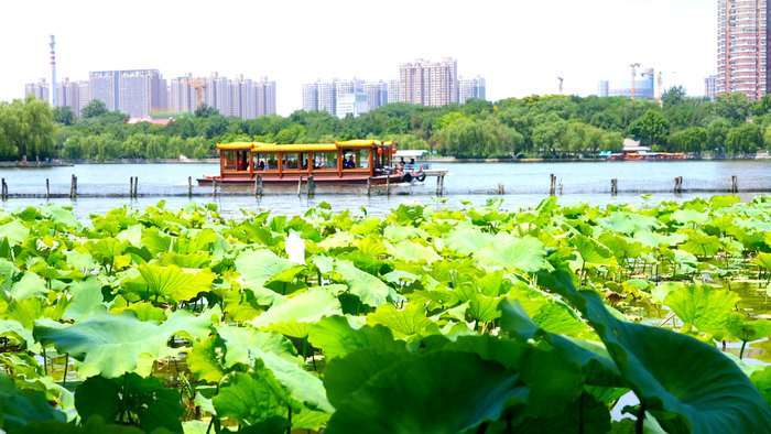 诗画济南丨四面荷花三面柳 半城湖色美如画