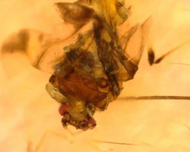 吓人！义乌女孩眉心长了一颗“痣”，居然是活的，还会乱动