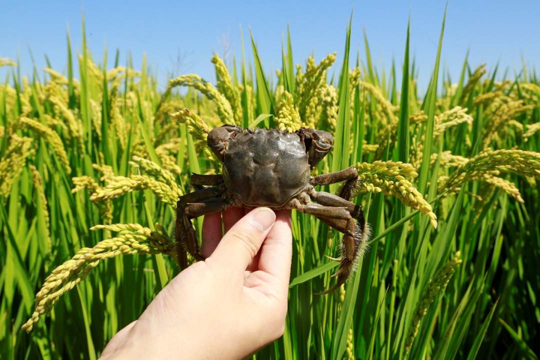 【观察】一道沟,一副担;一畦稻,一幅画