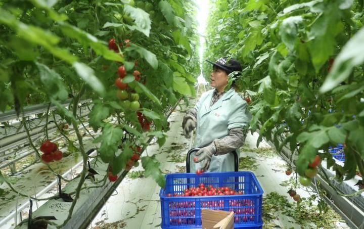 跨越千里的“握手”，情深意重的“鲁港篇章”如何写就