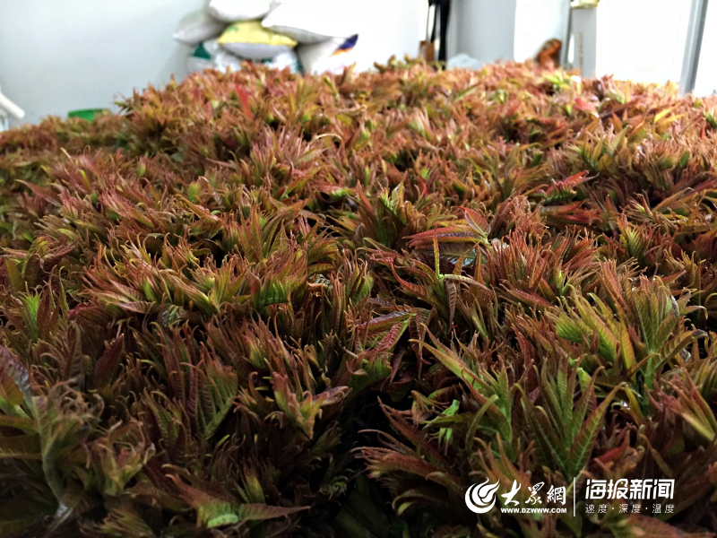 这就是山东丨红“宝”椿成了香饽饽 港沟马家村让春天“香”起来