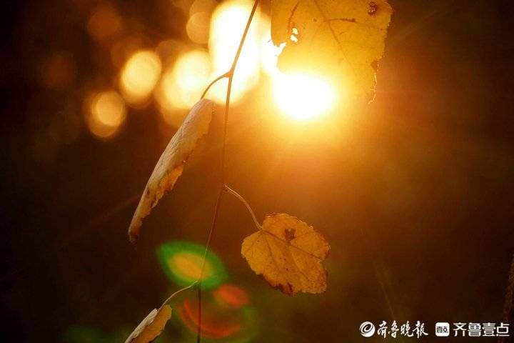 霜降时节济南市民扶老携幼出门休闲，在阳光下尽享晚秋的美丽