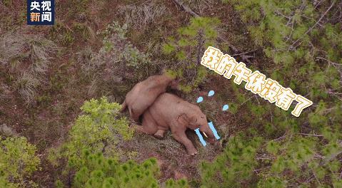 扭屁股、蹭蹭蹭……小象花式撒娇阻拦象妈妈午休