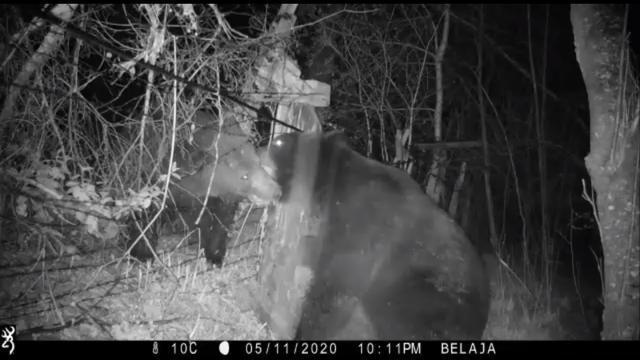 中俄边境两只熊打架|【罕见现场画面曝光】中俄边境两只熊打架，造成观测老虎相机部分损坏