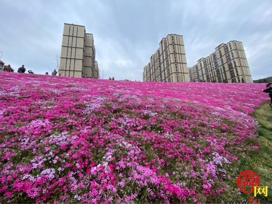 春来满城景打卡济南粉色花海网红地