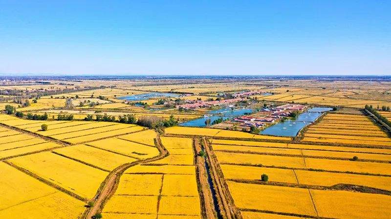 【观察】一道沟,一副担;一畦稻,一幅画