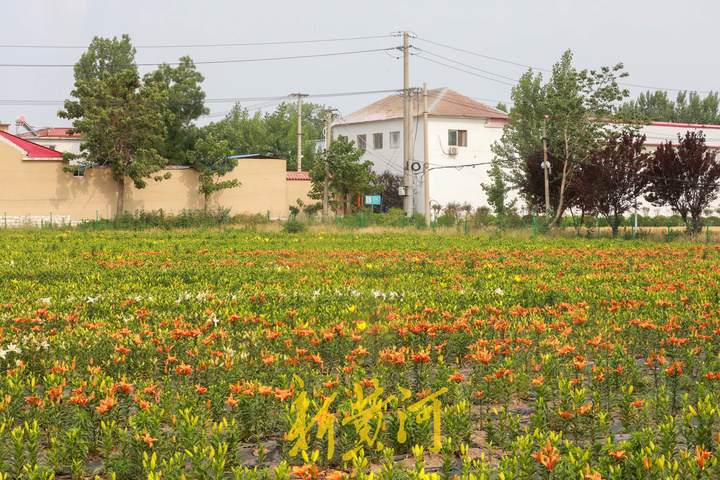 百合花海即将盛开，端午时节来赏花吧