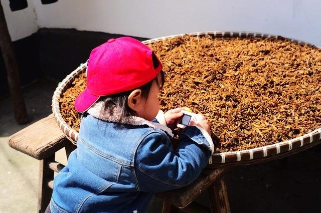 朱丹晒女儿背影照 侧颜呆萌可爱 菜地拔萝卜画风可爱