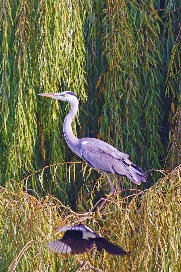 碧波湖畔鹭翩翩 一方秀色一片天