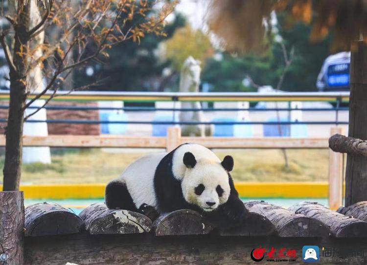 宠上天！山东熊猫花名册，欢迎来看！