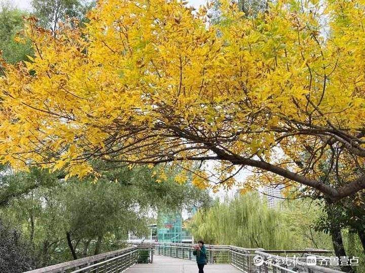 深秋时节泉城公园，色彩斑斓