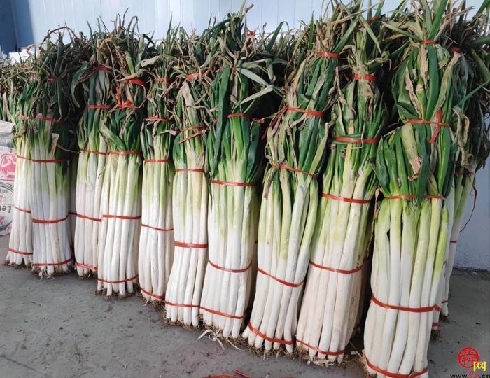 担子挑了19载 实力认证“名招牌” 章丘大葱2600余年还是那个味儿…