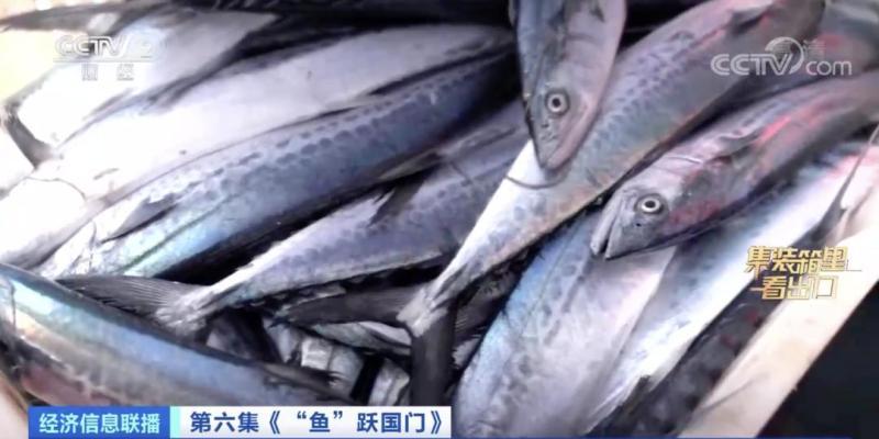 来水产品出口大省山东，看一条鲅鱼的出海之旅