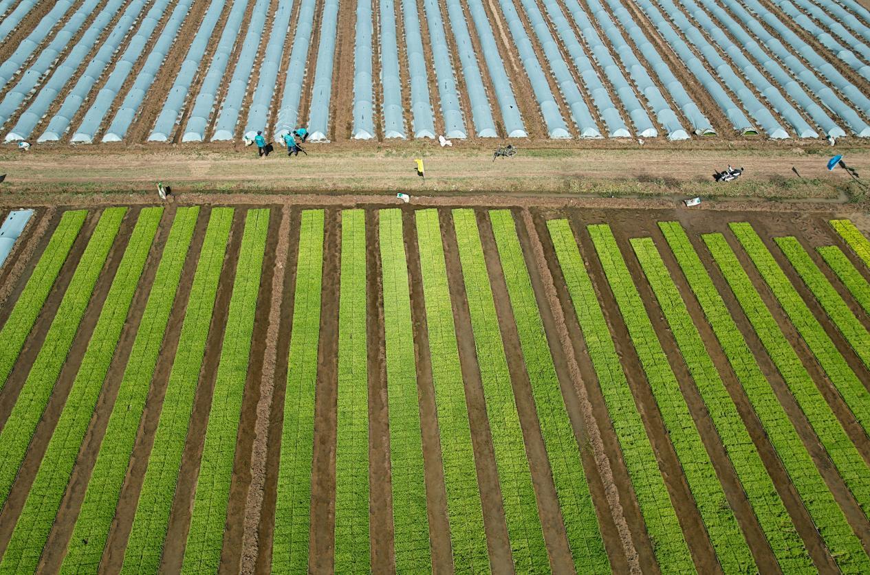 芒种时节，泉水人家的人儿已经“忙着种”啦！