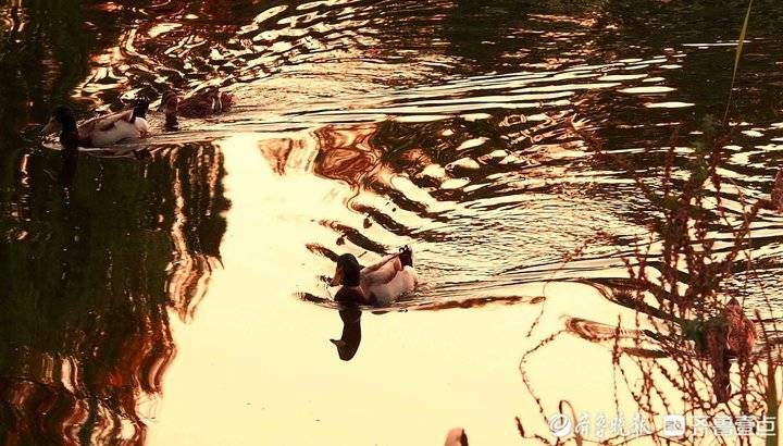 霜降时节济南市民扶老携幼出门休闲，在阳光下尽享晚秋的美丽