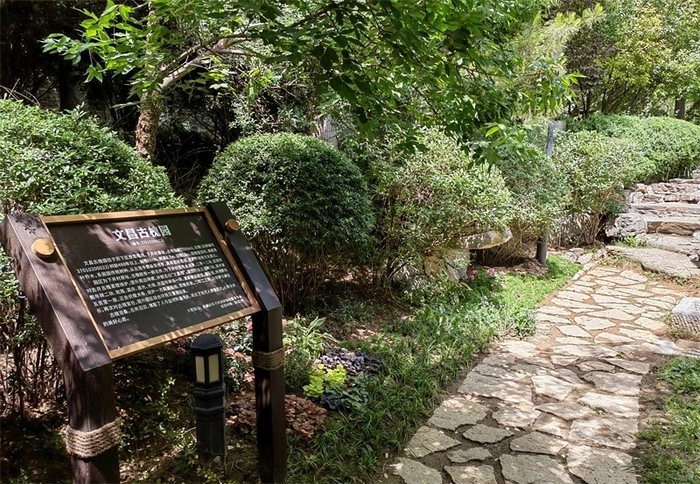 古槐、古皂荚、古榆、古银杏，2023年济南添20处“古树保护园”