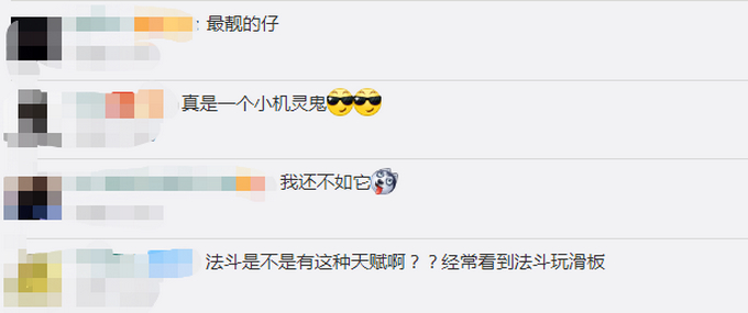 人不如狗！斗牛犬一个月学会滑板还能拐弯 网友：最牛车队