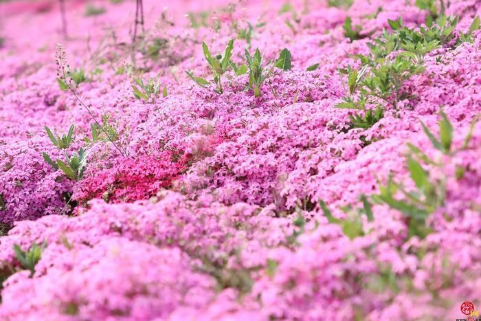 四月来济南一起走花路！打卡赏花路线get