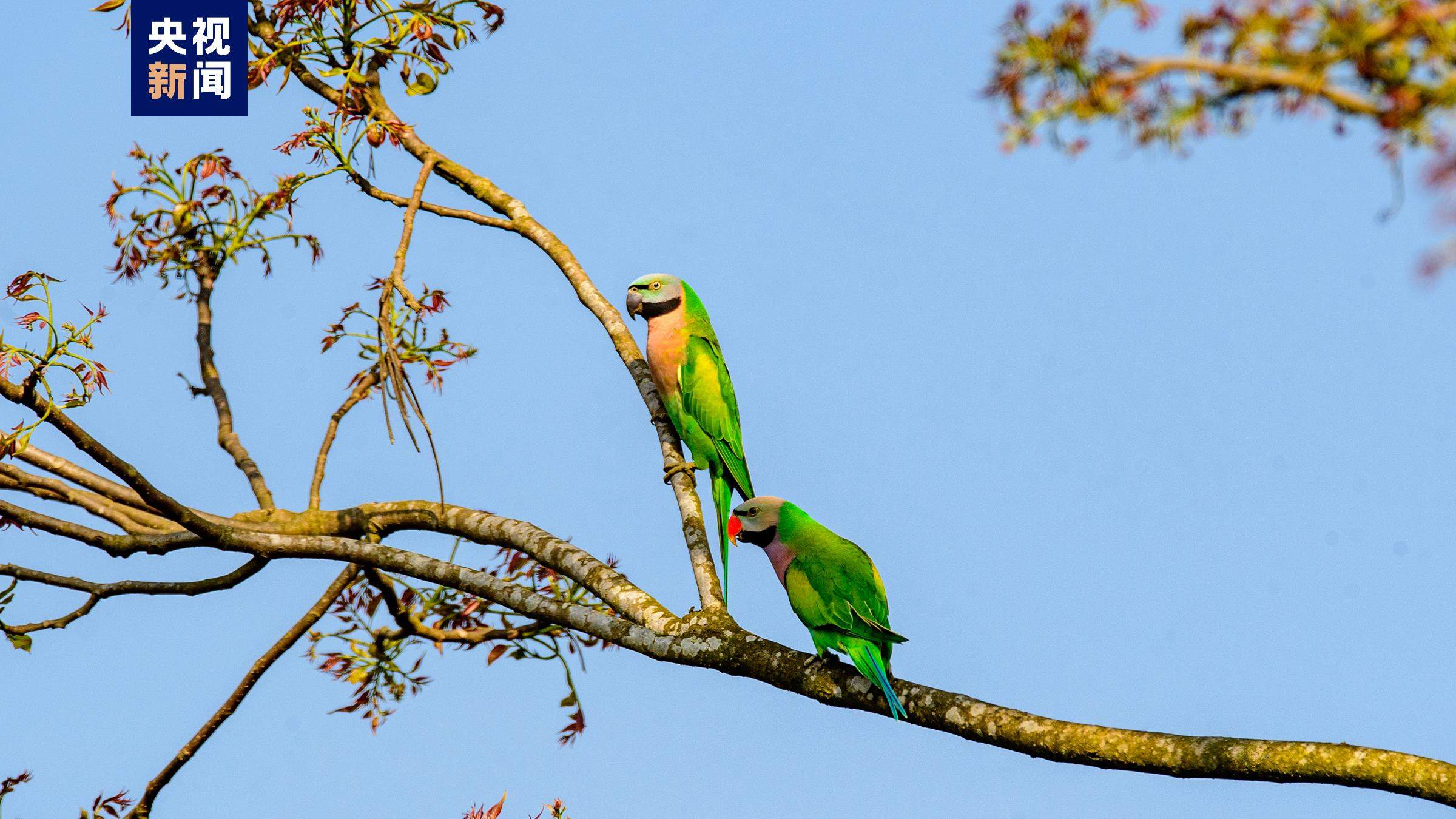 云南瑞丽超百只花头鹦鹉群飞刷新纪录