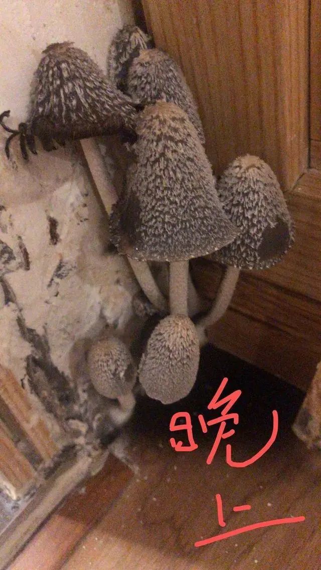 女子被家里蘑菇吓哭：一下子冒出来七八个菇