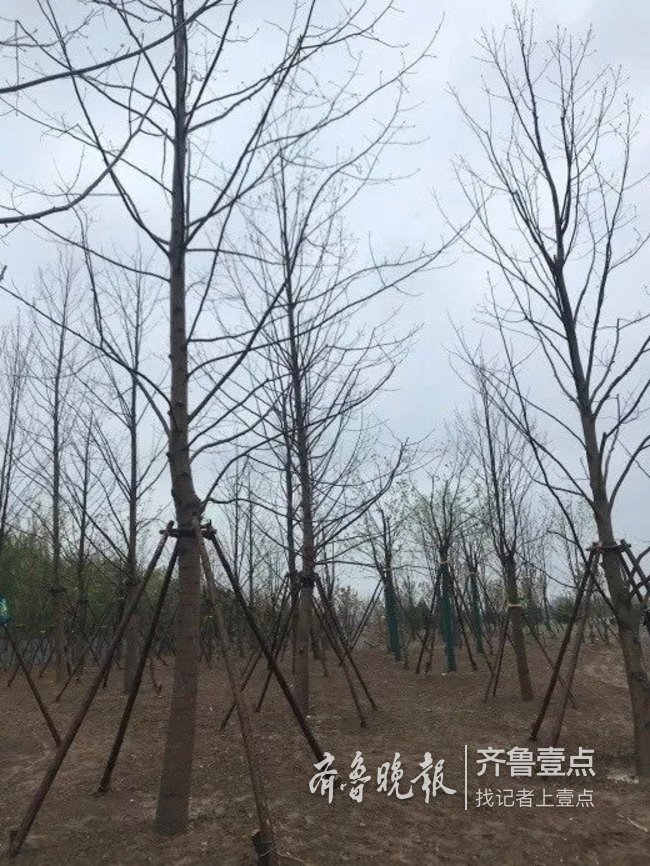 黄河公园一期有消息了：已开工，4月底完成苗木种植