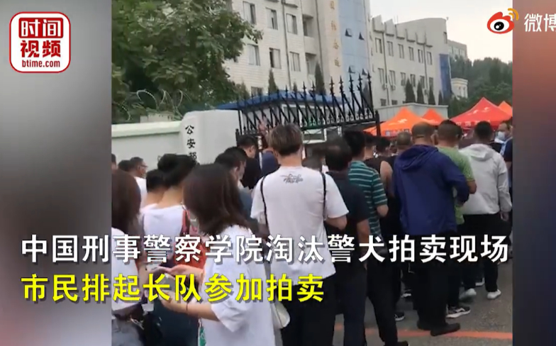 男子出33万最高价拍下淘汰警犬：为国家做贡献