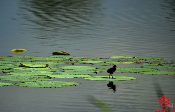 一湖一世界 一水一天堂——五一打卡，白云湖国家湿地公园等您来！