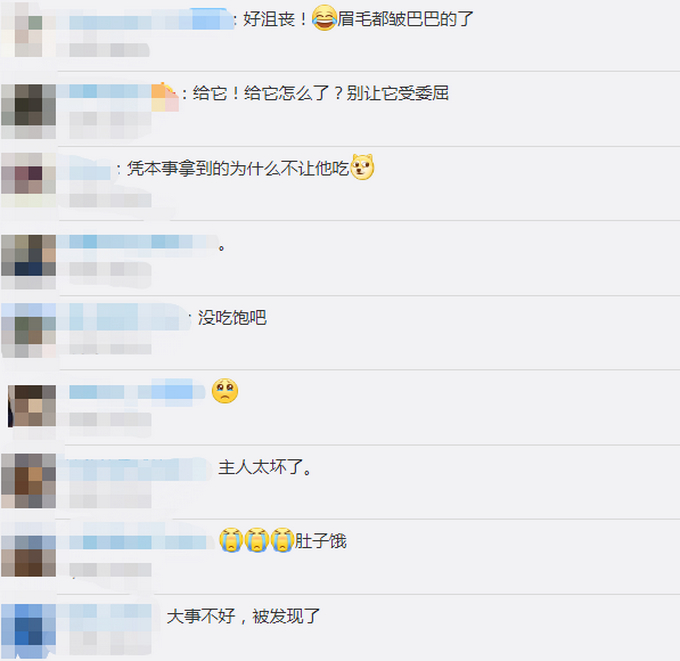 好沮丧！狗狗偷吃被主人教育后满脸委屈地放下 狗狗喜欢偷吃东西怎么办？