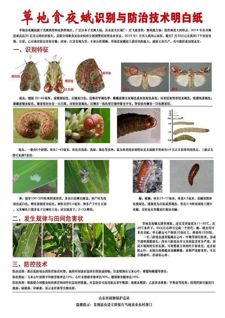  “粮食杀手”来袭！国内多地遭草地贪夜蛾入侵，山东省内尚未发现