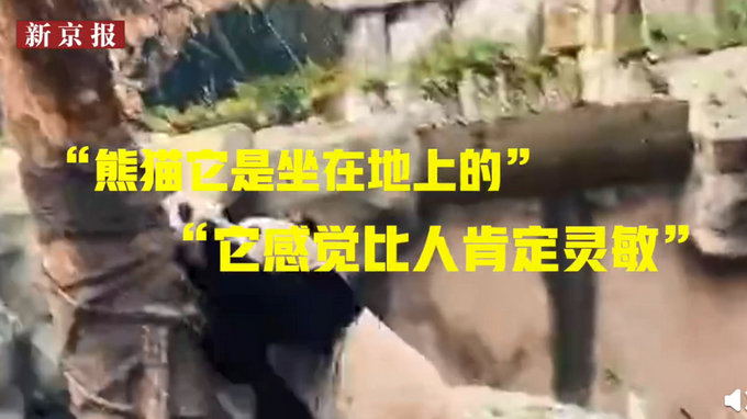 5秒上树！四川绵阳4.6级地震时大熊猫反应迅敏，网友：求生欲太强