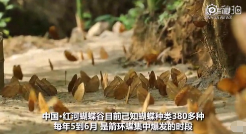 仙境!❗️❗️云南现1.5亿只蝴蝶大爆发 5月25日至28日迎来高峰